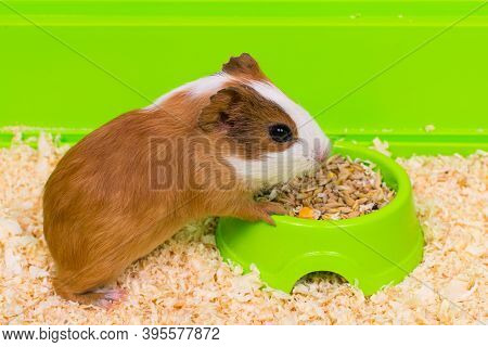 Close-up Of A Guinea Pig Eating Food In A Green Box.