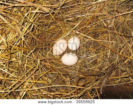 three eggs in the nest