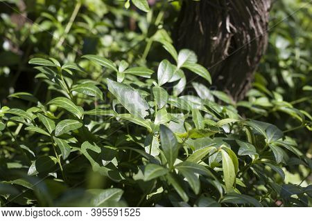 Creeping Myrtle Or Dwarf Periwinkle Plants With Shiny Green Leaves Outdoors On Sunny Day. Ornamental