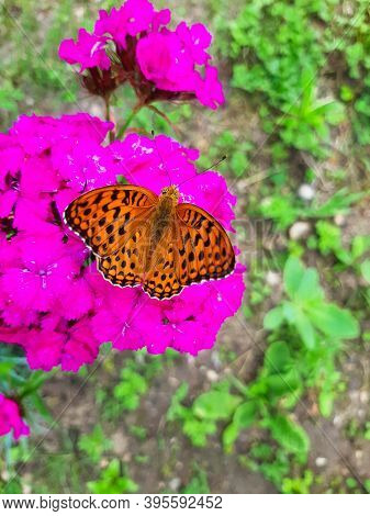 Open Winged Shots Of A Brown Great Spangled Fritillary Buttergly  Feeding On Purple Dianthus Flower