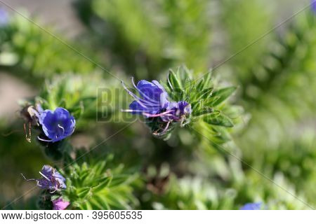 Flower Of A Pride Of Madeira, Echium Candicans