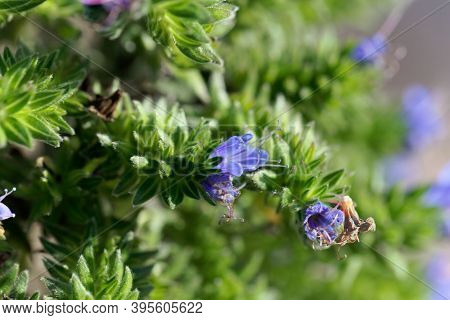 Flower Of A Pride Of Madeira, Echium Candicans