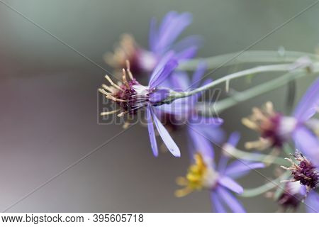 Flower Of The Aster Galatella Sedifolia