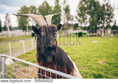 Funny Close Up Photo Of Black Hairy Goat In Zoo. The Valais Blackneck Is A Breed Of Domestic Goat Fr