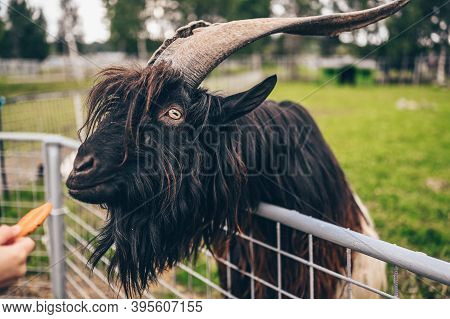 Funny Close Up Photo Of Black Hairy Goat In Zoo Eating Carrots From The Hands Of Visitors. The Valai