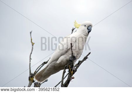 The Sulphur Crested Is A White Bitd With A Yellow Crest And A Black Beak