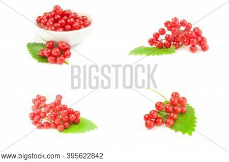 Collage Of Viburnum Opulus On A White Background