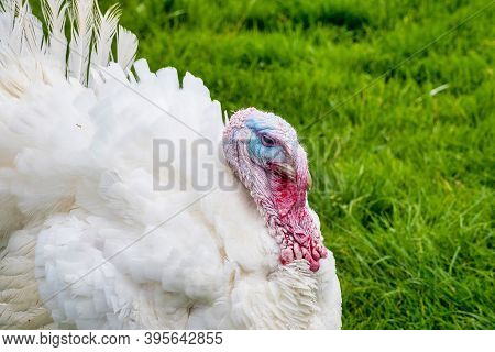Turkey On Famous Jochberg, Bavaria In Germany.