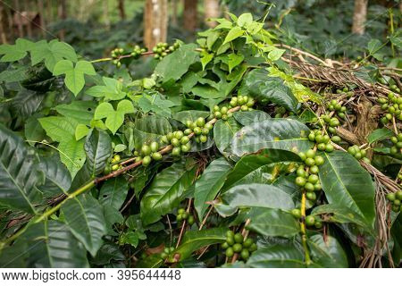 View Of The Coffee Beans In Plantation, Yercaud, Tamil Nadu, India. Selective Focus