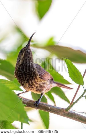 Tacazze Sunbird (nectarinia Tacazze) Perched On Tree, Lake Ziway, Ethiopia Safari Wildlife