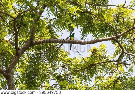 African Emerald Cuckoo (chrysococcyx Cupreus) Perched On Tree, Native To Africa In Wondo Genet Park,
