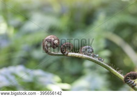 Beautiful Fresh Green Young Wild New Zealand Ferns (koru) Bud In A Spiral Shape In The Forest On Blu