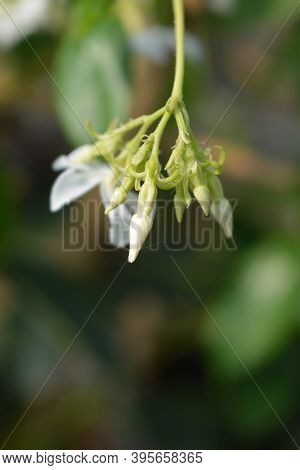 Star Jasmine Flower Buds - Latin Name - Trachelospermum Jasminoides