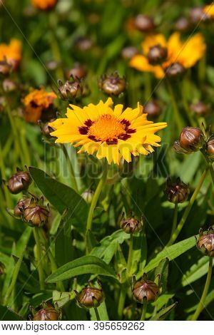 Large-flowered Tickseed Flower - Latin Name - Coreopsis Grandiflora