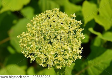 Smooth Hydrangea Strong Annabelle Flowers - Latin Name - Hydrangea Arborescens Strong Annabelle