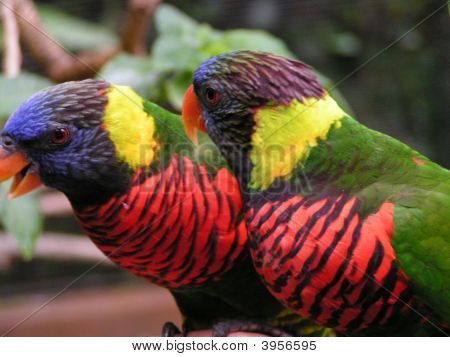 Dwa Lorikeets
