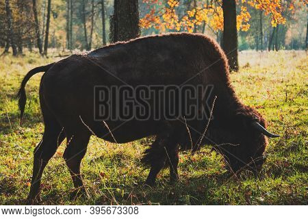 American Bison In Oka National Park, Russia. Buffalo In Autumn Forest