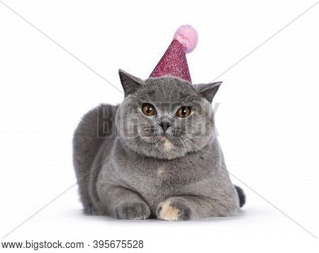 Impressive Blue Tortie British Shorthair Cat, Laying Down Facing Front Wearing Pink Party Hat. Looki