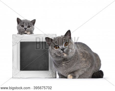 Impressive Adult Blue Tortie British Shorthair Cat, Laying Down Beside Photo Frame With Little Kitte
