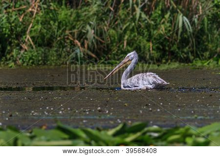 Dalmatiske Pelican (pelecanus Crispus)