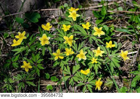Close Up Of Delicate Yellow Flowers Of Ranunculus Repens Plant Commonly Known As The Creeping Butter