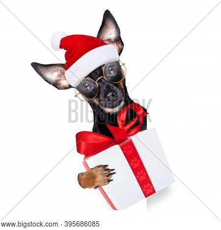 Prague Ratter Santa Claus Dog With A Big Gift Or Present,  For Christmas , Isolated On White Backgro