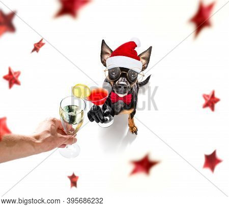 Prague Ratter , Praguer Rattler Dog Celebrating New Years Eve With Champagne Or Cocktail Cheering  I