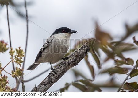 Black Backed Puffback Standing On A Branch Isolated In Kruger National Park, South Africa ; Specie D