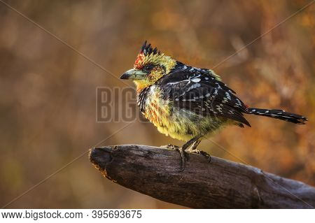 Crested Barbet Standing On A Log With Fall Colors Background In Kruger National Park, South Africa ;