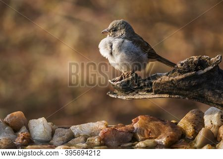 Southern Grey-headed Sparrow Standing In A Log In Kruger National Park, South Africa ; Specie Family