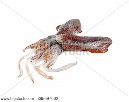 Closeup Squid Isolated On The White Background