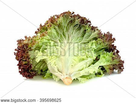 Red Coral Lettuce On White Background  ,green Leaves Pattern ,salad Ingredient