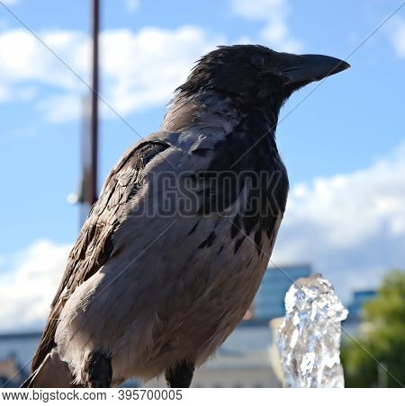 Common Hooded Crow Sitting By A Fountain, Close-up