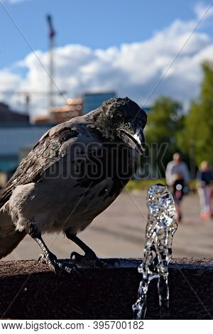 Common Hooded Crow Sitting By A Fountain, Close-up