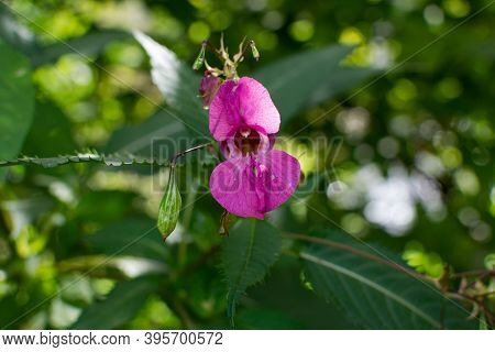 Beautiful Himalayan Balsam, Impatiens Glandulifera Blooming Flower Close Up Photo. Policeman Helmet 