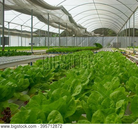 A View Of A Hydroponics Lettuce Farm