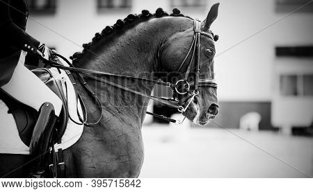 Equestrian Sport.the Leg Of The Rider In The Stirrup, Riding On A Brown Horse. Dressage Of Horses In