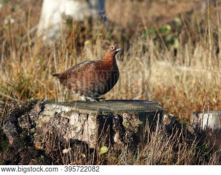 Male Red Grouse (lagopus Scotica) In Its Wild Moorland Habitat