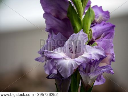 A Close Look At The Center Of A Lavender Gladiolus Flower With A Nice Bokeh Background. The Plant Ma