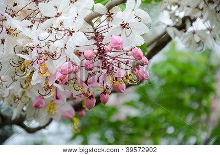 Bel fiore di Cassia javanica fiore