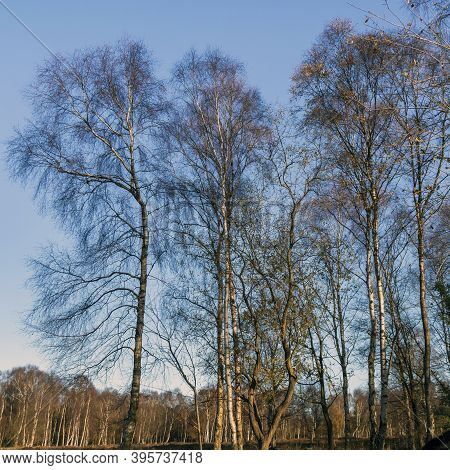 Stark Silver Birch Trees With Bare Winter Branches Against A Blue Sky At Skipwith Common National Na