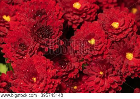 Dark Rusty Red Chrysanthemum Flowers With Yellow Middles In German Garden. Floral Autumn Background