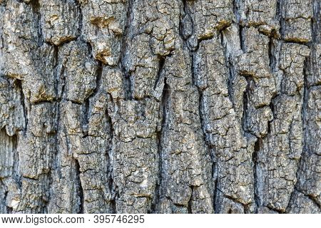 Rough Oak Bark - Cracked And Ribbed Tree Bark, Close-up