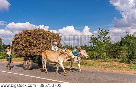 Alur, Karnataka, India - November 3, 2013: Agricultural Area Along Road Where 2 Farmers Are With Loa