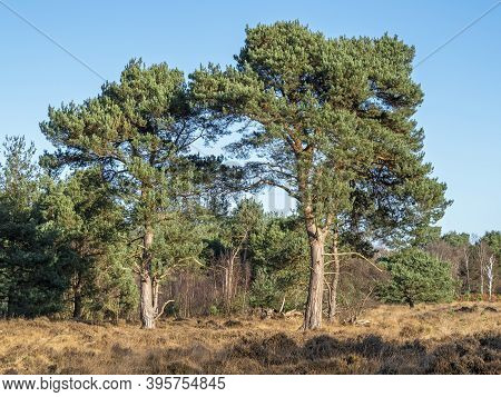Two Pine Trees In Skipwith Common National Nature Reserve, North Yorkshire, England, And A Clear Blu
