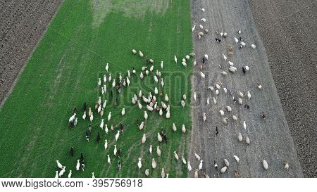 Herd Of Sheeps And Goats On Field, Aerial View