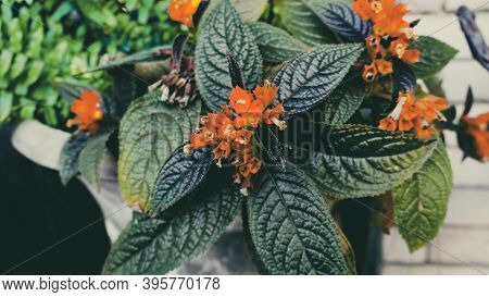 Photo Of Artistic Chrysothemis Pulchella Plants Int The Garden