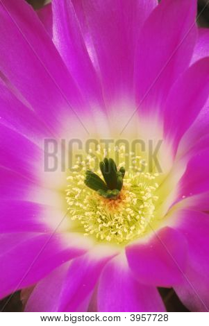Magenta Echinocereus Cacti bloem