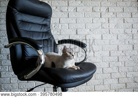 Gray British Cat Sits On A Leather Black Armchair