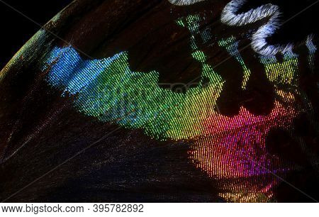 Colorful Wing Of A Tropical Butterfly Close-up. Abstract Pattern Butterfly Wing Texture Background. 